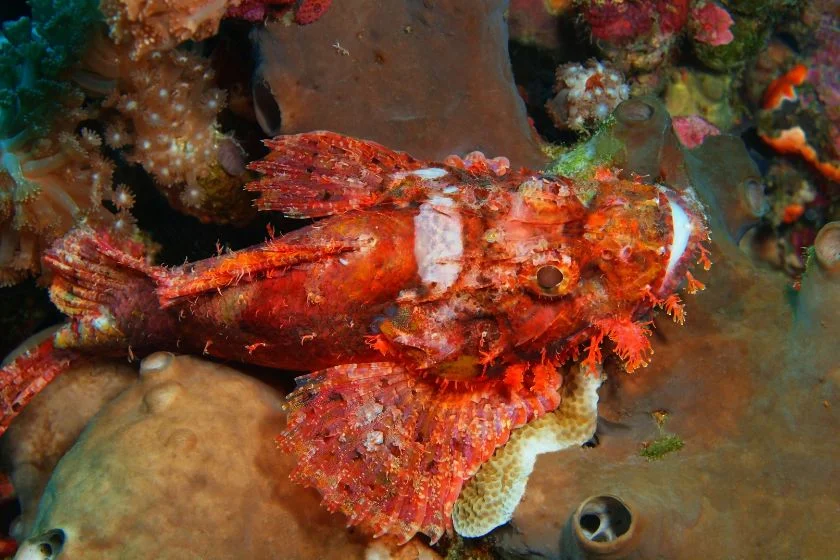 Scorpionfish (Scorpaenidae)