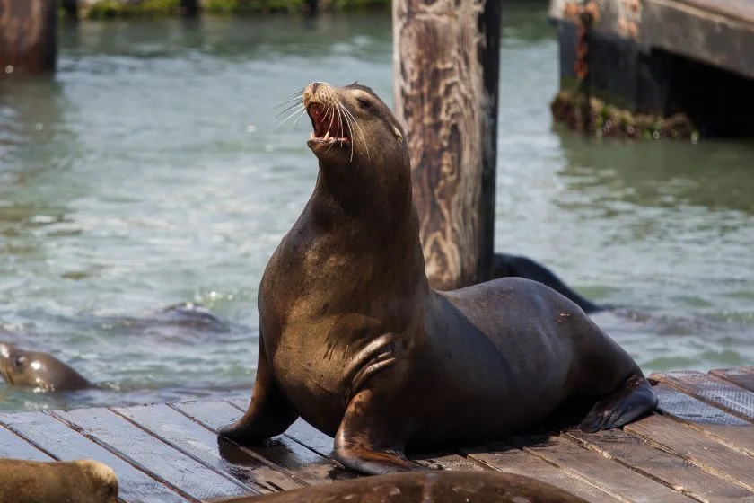 Seals (Pinnipedia)