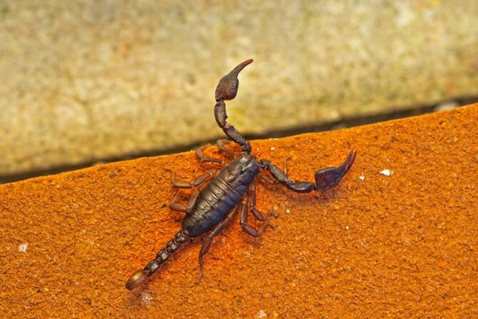 Small Wood Scorpion (Euscorpius Italicus)