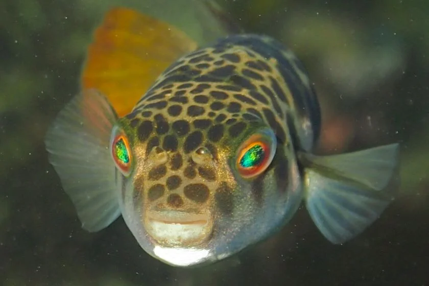Smooth Toadfish (Tetractenos glaber)
