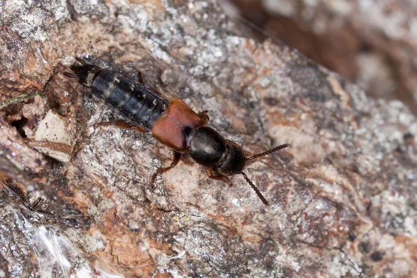 Staphylinidae Beetle (Staphylinidae) Close View
