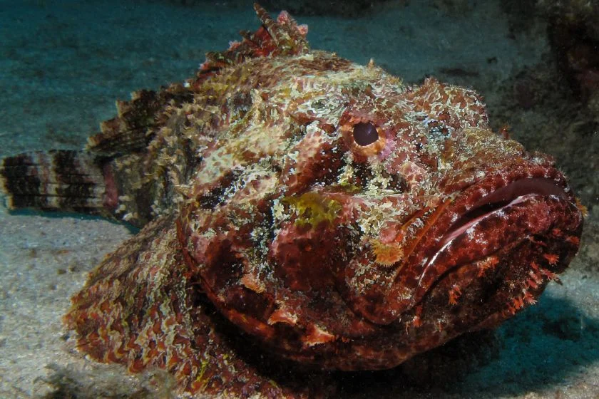 Stonefish Underwater
