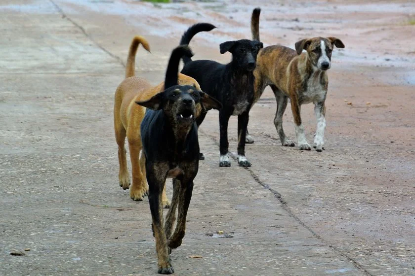Stray Dogs (Canis familiaris)