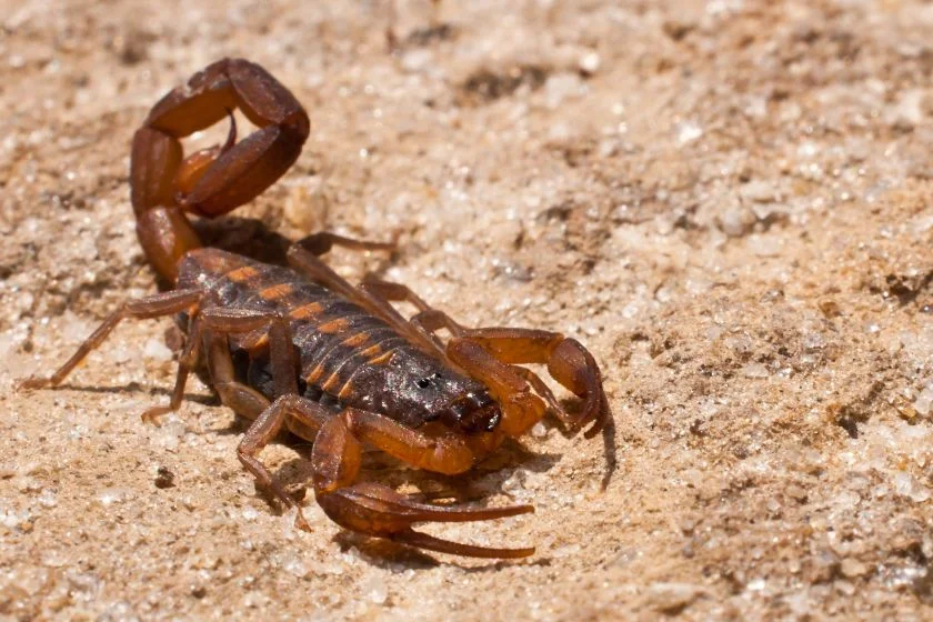 Striped Bark Scorpion (Centruroides vittatus)