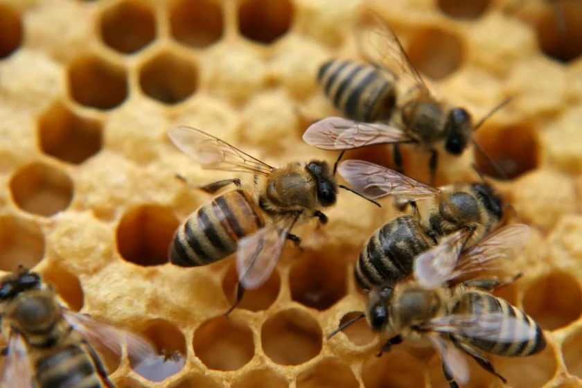 Swam of Bees (Anthophila)