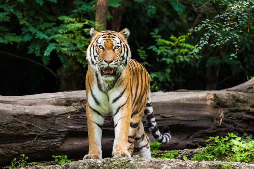 Large Tiger (Panthera tigris) Standing in the Wild Watching
