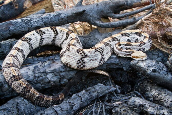 Timber Rattlesnake (Crotalus horridus)