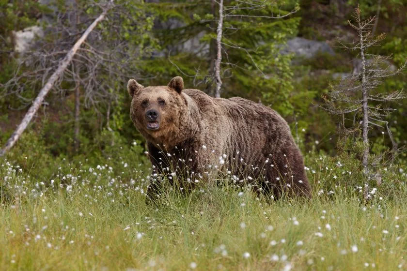 Ussuri Brown Bear (Ursus arctos lasiotus)