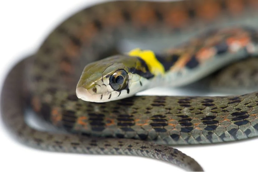 Venomous Tiger Keelback Snake (Rhabdophis tigrinus)