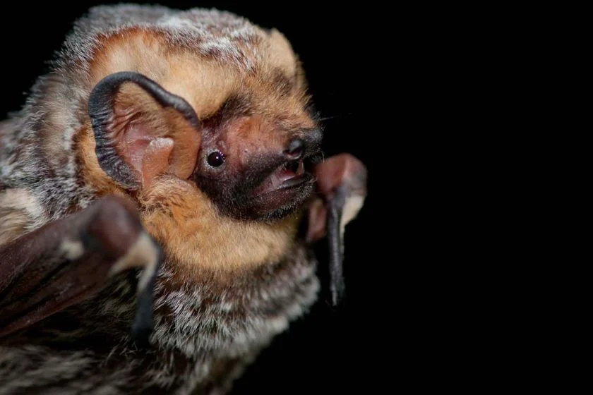 Vesper Bat (Vespertilionidae)