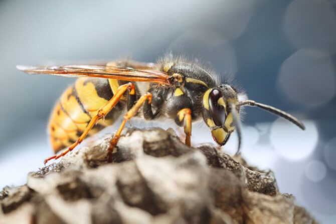 7 Most Dangerous Animals In Iceland (Some Are Deadly)