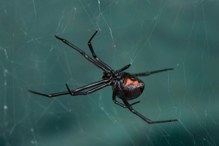 Western Black Widow Spider (Lactrodectus hesperus) on Web