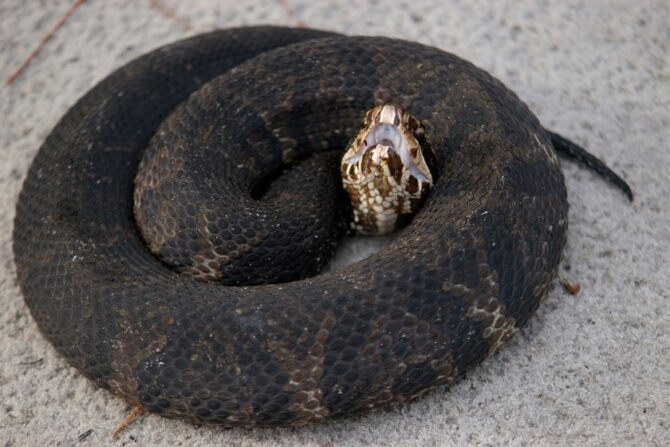 Western Cottonmouth Snake (Agkistrodon piscivorus)