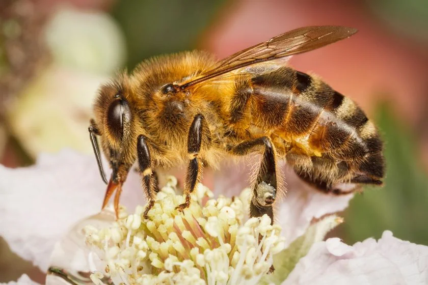 Western Honey Bee (Apismellifera) Sucking Nectar