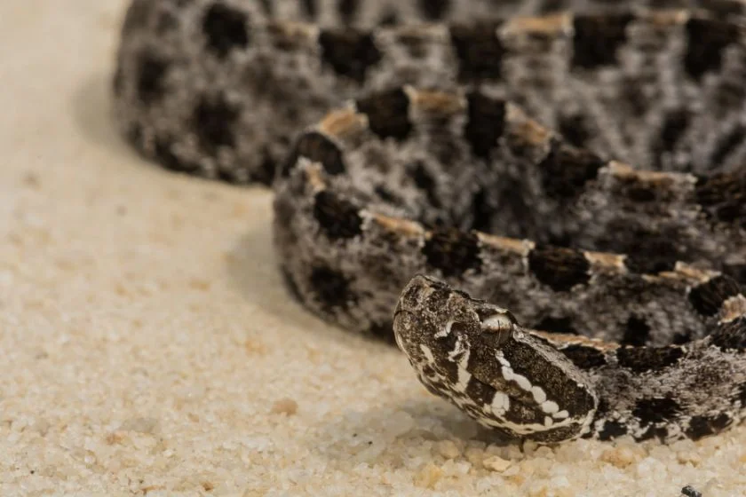 Western Pygmy Rattlesnake (Sistrurus miliarius streckeri)