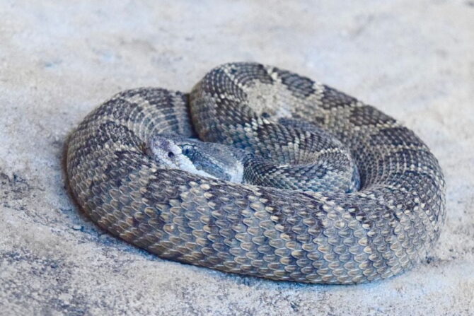 Western Rattlesnakes (Crotalus atrox)