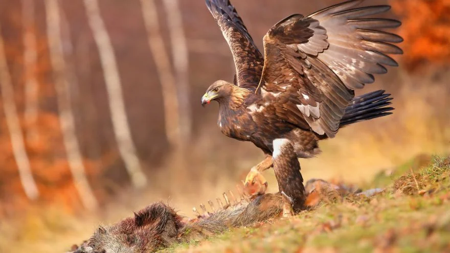What Eats Eagles & What Do Eagles Eat In The Food Chain?