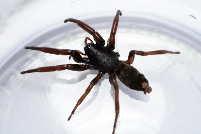 White-tailed Spider (Lampona murina, Lampona cyndrilata)