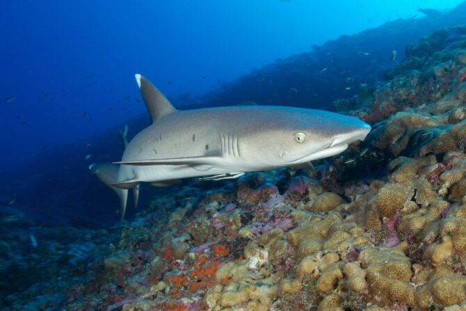 Whitetip Reef Shark (Triaenodon obesus)