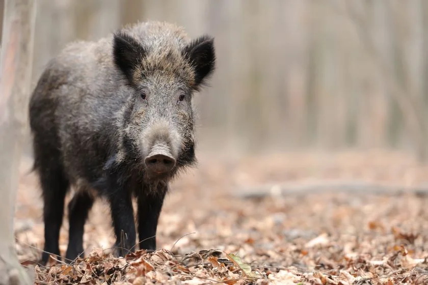 Wild Boar (Sus scrofa)