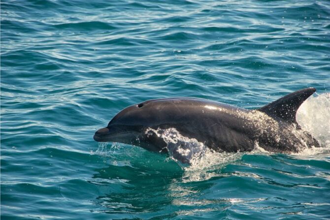 Wild Dolphin Coming out to Water Surface to Breathe Through its Blowhole