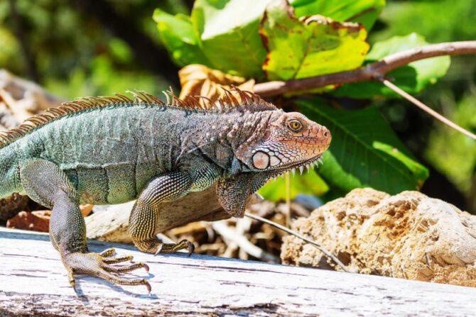 Wild Green Iguana (Iguana iguana)