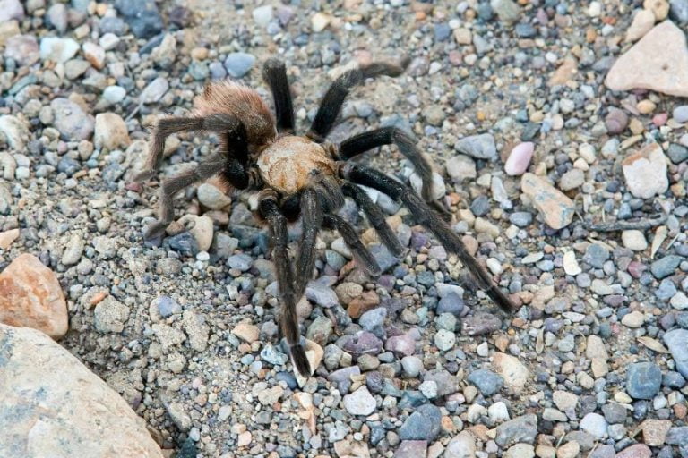 10 Most Dangerous Animals In Missouri That Are Deadly