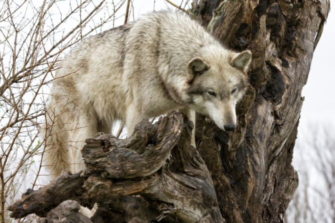Wolf Hunting From a Tall Tree Stump