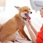 Woman with Pet Red Fox Indoors