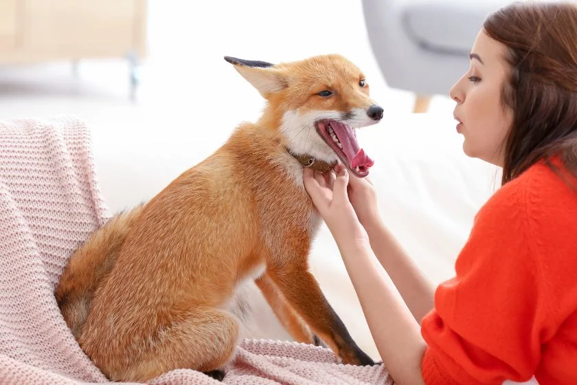 Woman with Pet Red Fox Indoors