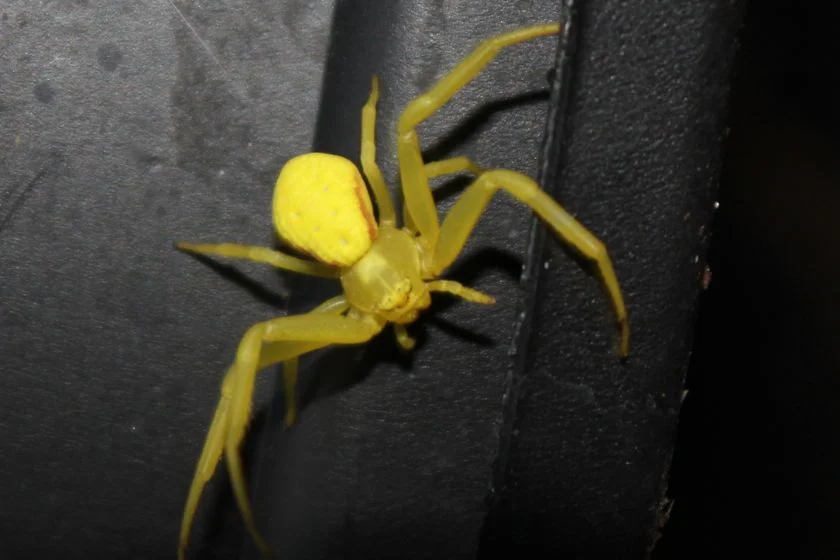 Yellow Sac Spider (Cheiracanthium punctorium)