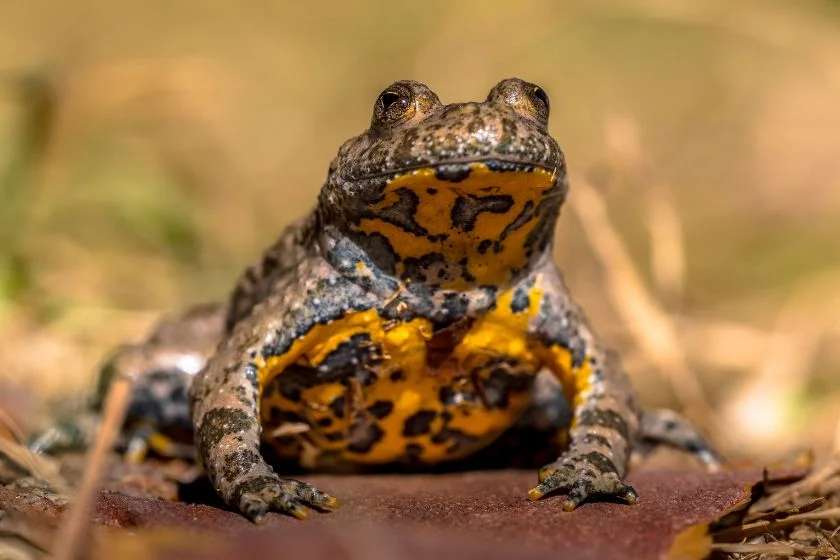 Yellow-bellied Toad (Bombina Variegata)