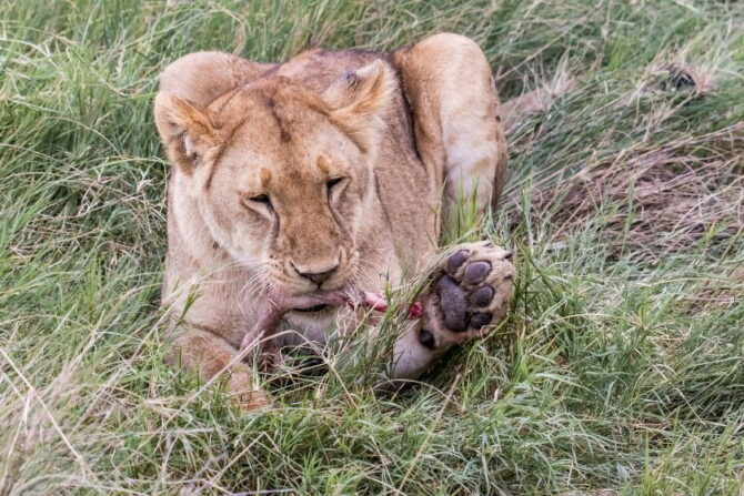 Young Lion Eating Prey