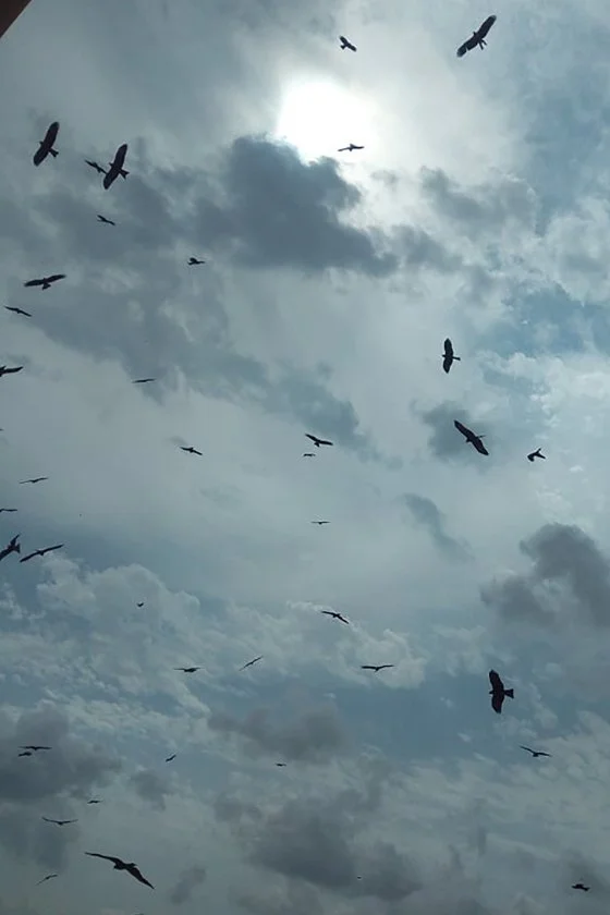 A Soar of Eagles Flying Against Dramatic Sky