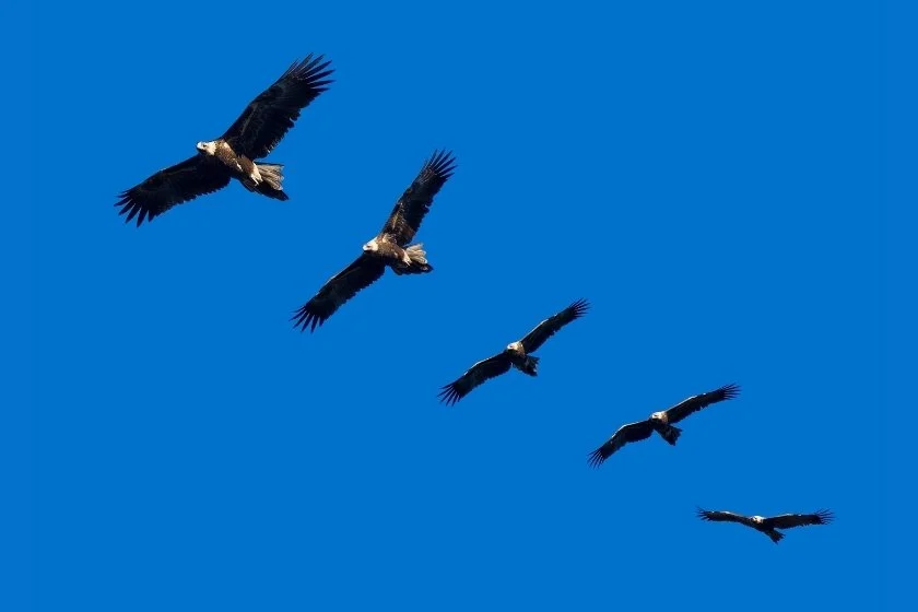 A Soar of Eagles Flying High in Blue Sky