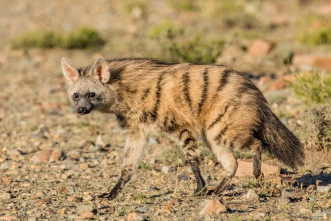 Aardwolf (Proteles cristata) in the Wild in Namibia