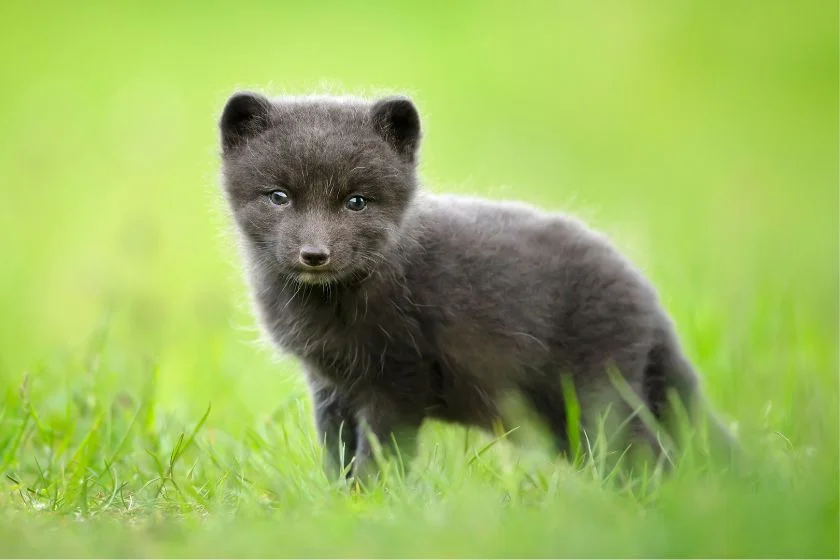 Adorable Arctic Fox Cub in the Meadow