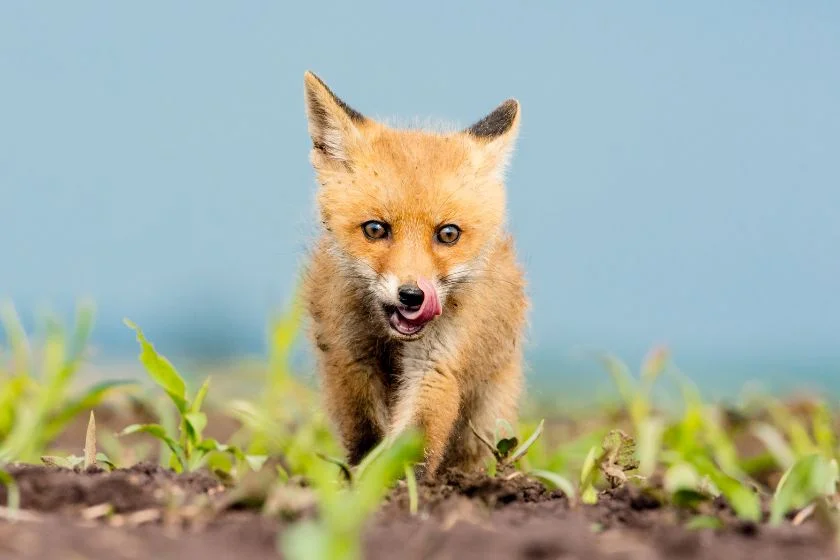 Adorable European Red Fox Kit