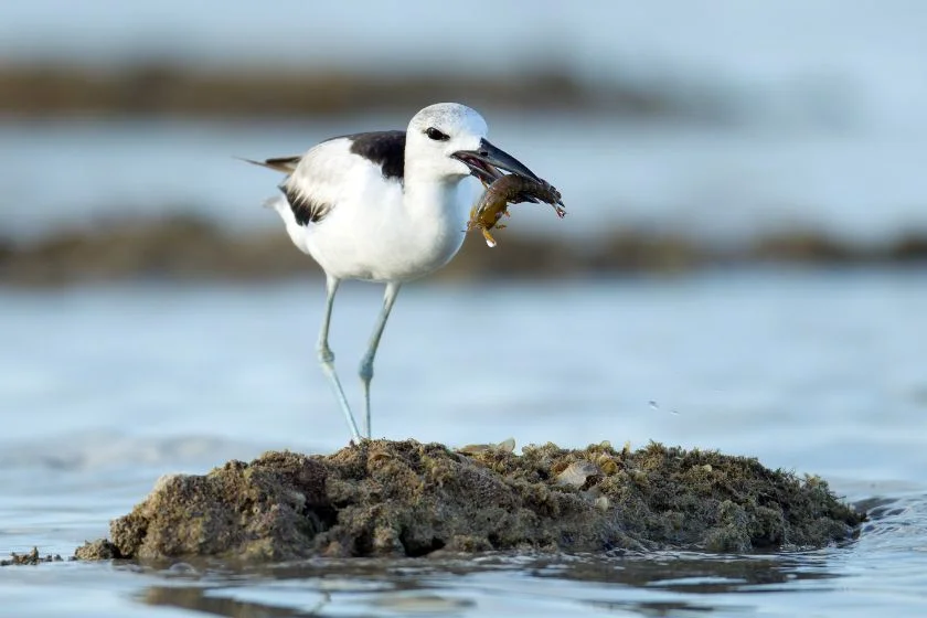 Adult Crab Plover (Dromas ardeola) with Crayfish in Beak