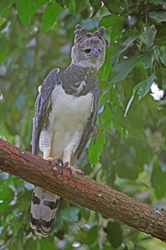 Adult Female Harpy Eagle Perched on Tree Branch