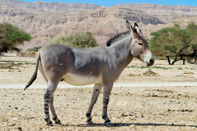 African Wild Ass (Equus Africanus) in Nature