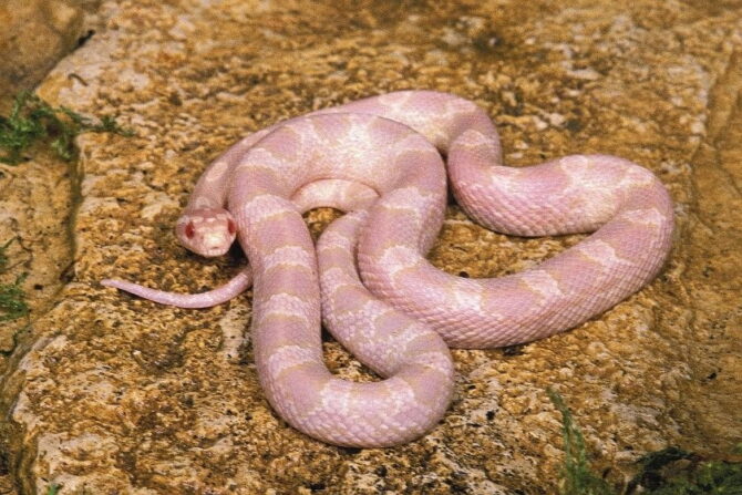 Albino Corn Snake (Pantherophis guttatus)