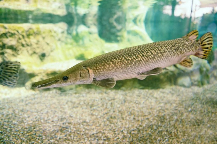 Alligator Gar Fish (Aractosteus spatula) in Aquarium