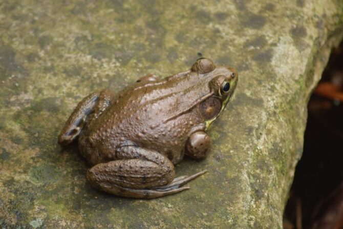 American Bullfrog (Lithobates catesbeiana) Sitting on Concrete