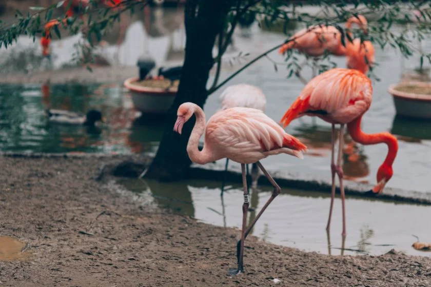 American Flamingo Birds in Nature