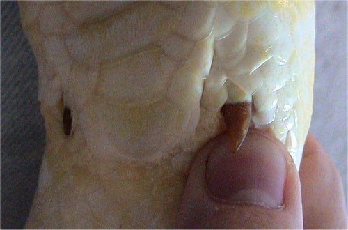 External Anal Spurs on a Male, Albino Burmese Python