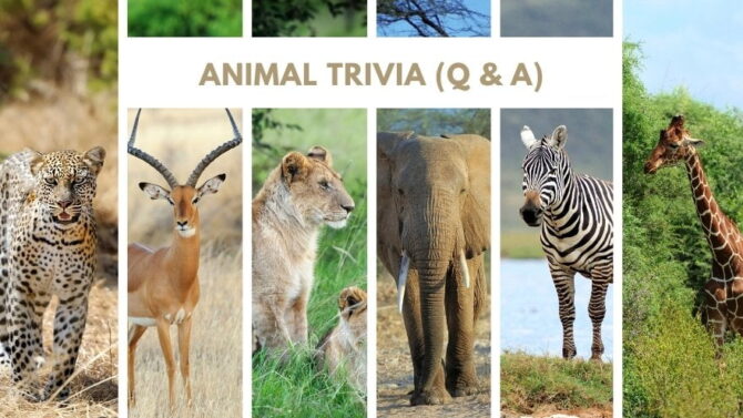 200 Animal Trivia Questions For Kids & Adults (With Answers)