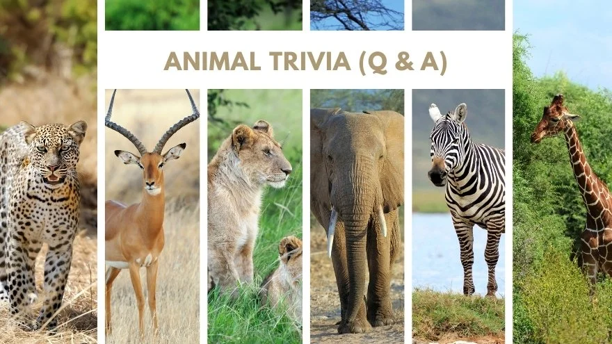 Animal Trivia Questions For Kids and Adults (with Answers)