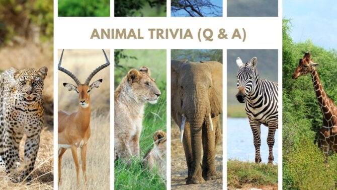 200 Animal Trivia Questions For Kids Adults With Answers 