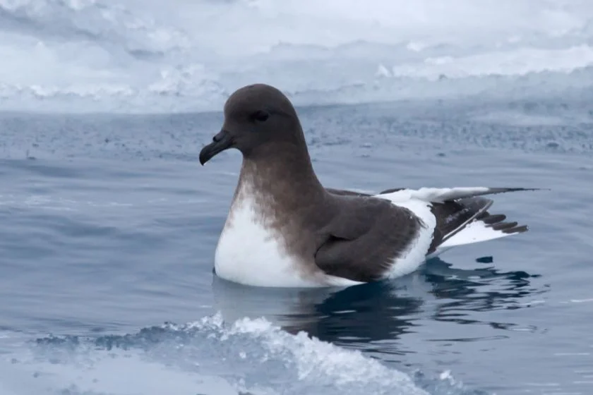 Antarctic Petrel (Thalassoica Antarctica) Floating on Water Between Ice